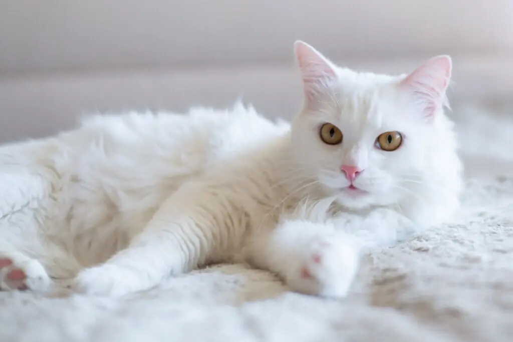 Breaking Bad: 10 nomes para gatos inspirados na série 