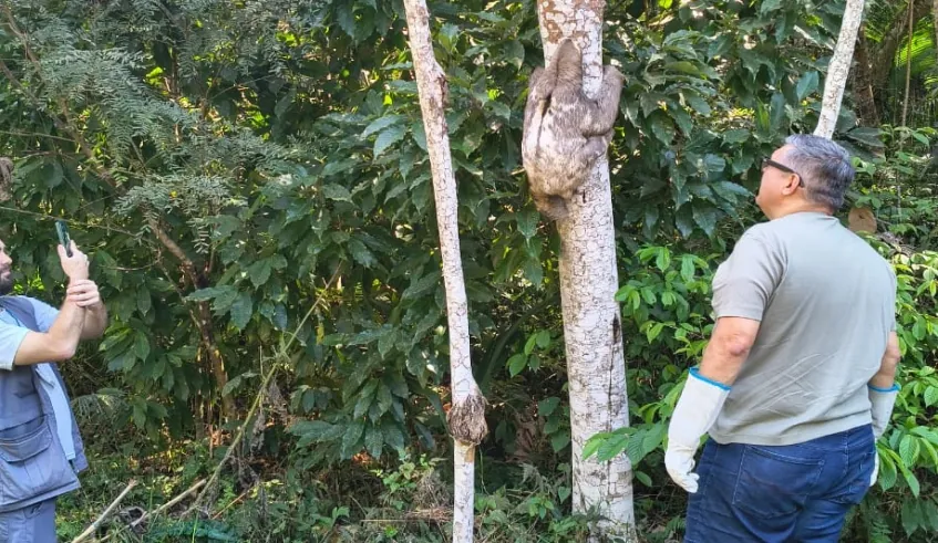 CCZ de Mogi realiza soltura de bicho-preguiça no Parque Municipal Chiquinho Veríssimo