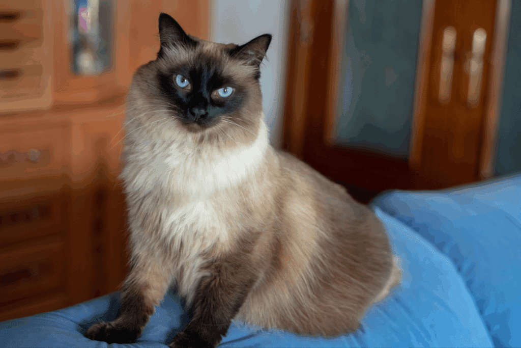 Gato Balinês de olhos azuis sentado no topo do encosto de um sofá azul. Sua pelagem é de um tom marrom-claro acinzentado, com a região do rosto, orelhas e patas em um marrom bem escuro.