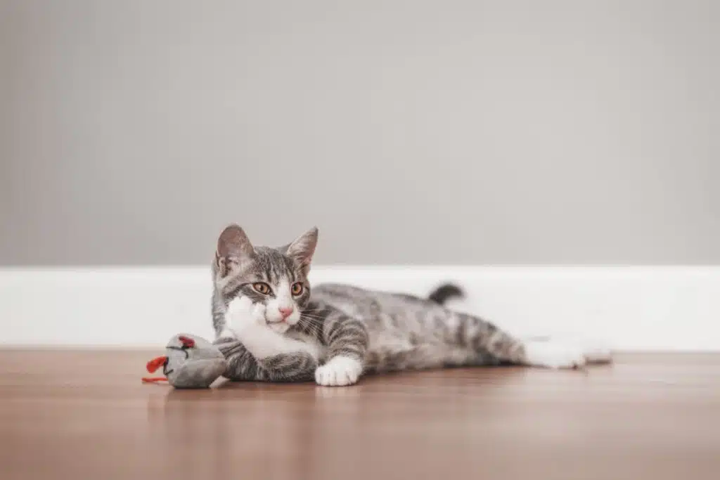 8 dicas para saber se o seu gato está saudável 