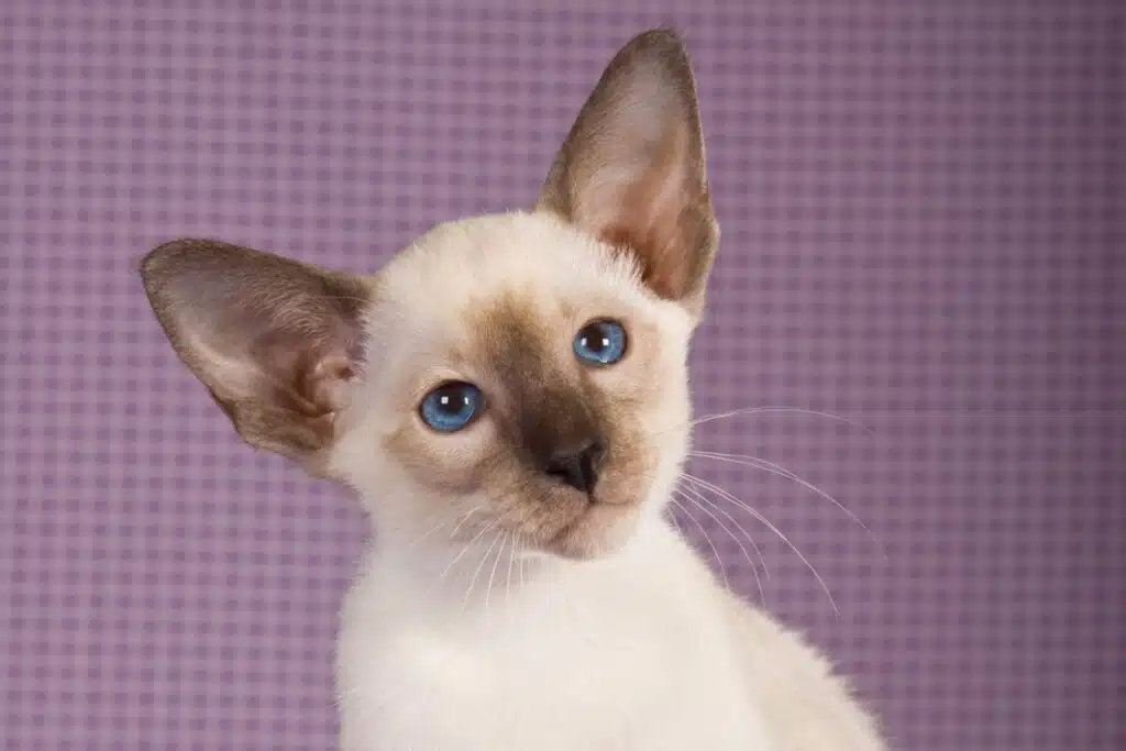 6 raças de gato que se destacam pelos olhos azuis 
