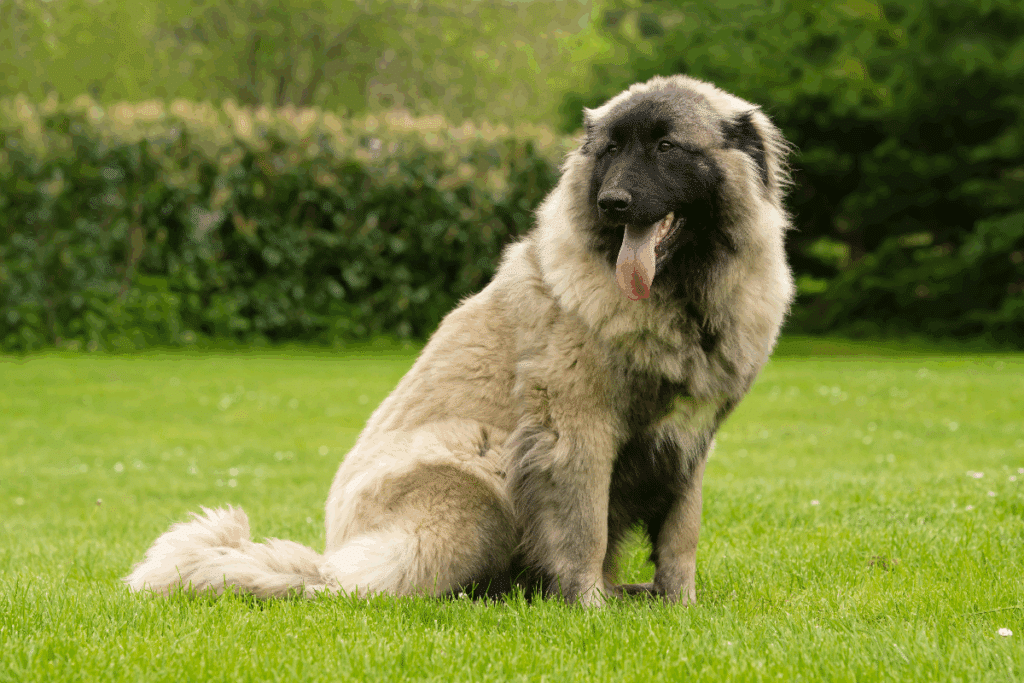 Cachorros portugueses: 5 raças originárias de Portugal