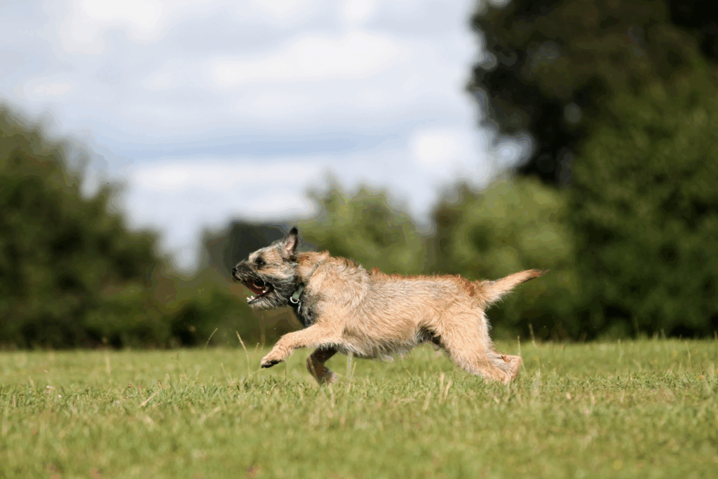 Border terrier: uma raça de cachorro que se destaca pela coragem e alegria