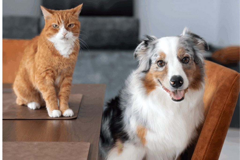 Adotou cachorro e gato? Veja 10 duplas de nomes criativas inspiradas em comidas e personagens