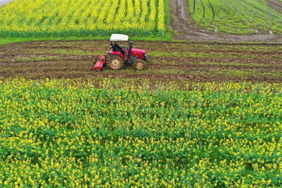 Da plantação à colheita: Diário Comunidade mostra os efeitos da primavera no campo