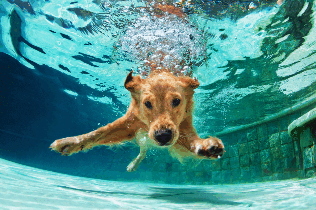 Seu cachorro toma banho na frequência certa? Veja 6 fatores que ajudam a descobrir