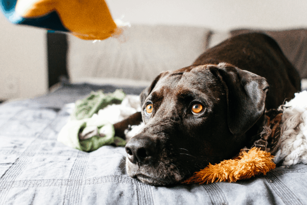 Seu cachorro realmente gosta de ser tratado como filho? 5 sinais de quando o vínculo pode ir longe demais