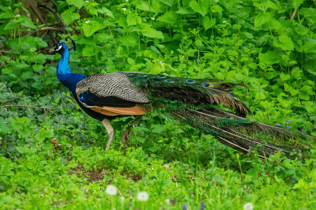 Você sabia que o pavão consegue voar? Veja curiosidades sobre a ave 