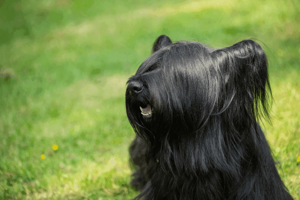 Um cachorro de pelagem preta, longa e lisa, está deitado na grama e olhando para o lado, com a boca levemente aberta