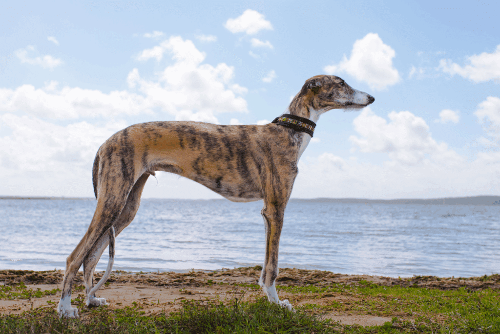 Cão esbelto de pelos curtos e pelagem tigrada (bege com listras escuras), em pé de perfil na beira de uma praia ou lagoa, usando uma coleira decorada.