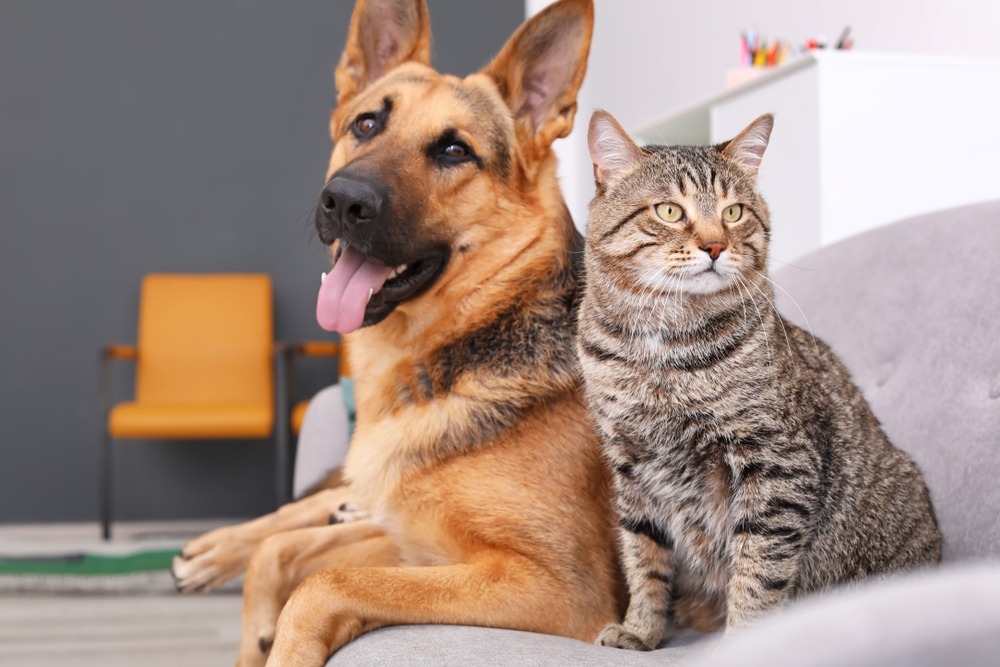 Chegada de novo pet exige cuidados com a saúde e adaptação, destaca veterinária