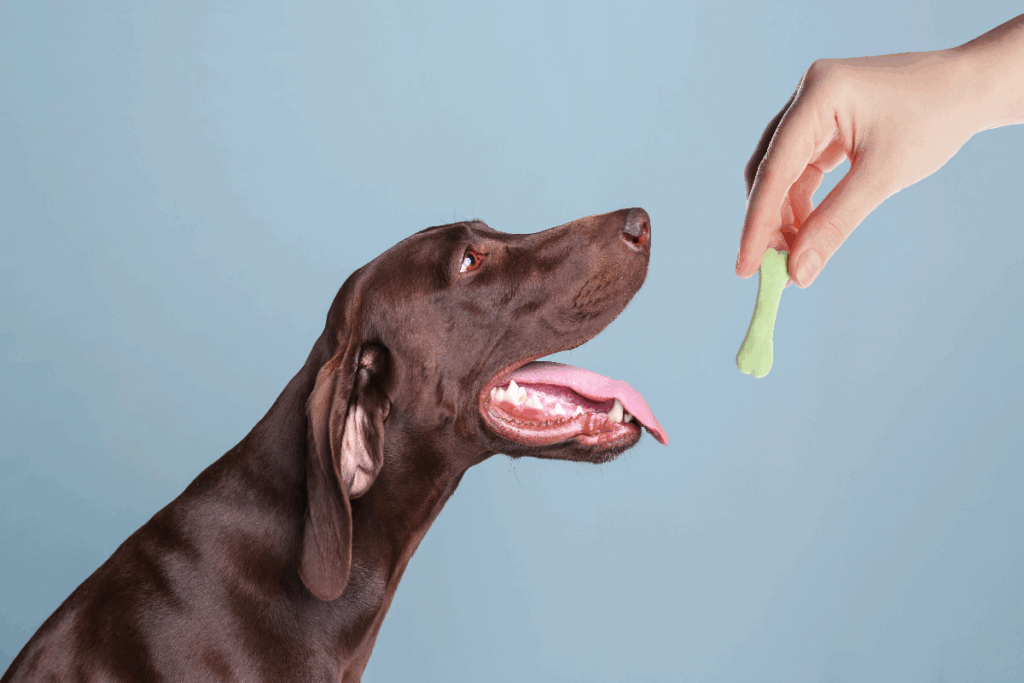 Veja como oferecer petiscos a cães com alergias sem abrir mão dos momentos de carinho