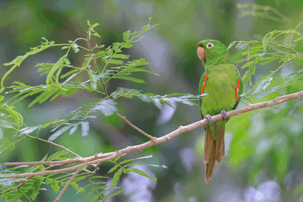Maritacas: confira curiosidades sobre essas aves barulhentas, inteligentes e sociáveis