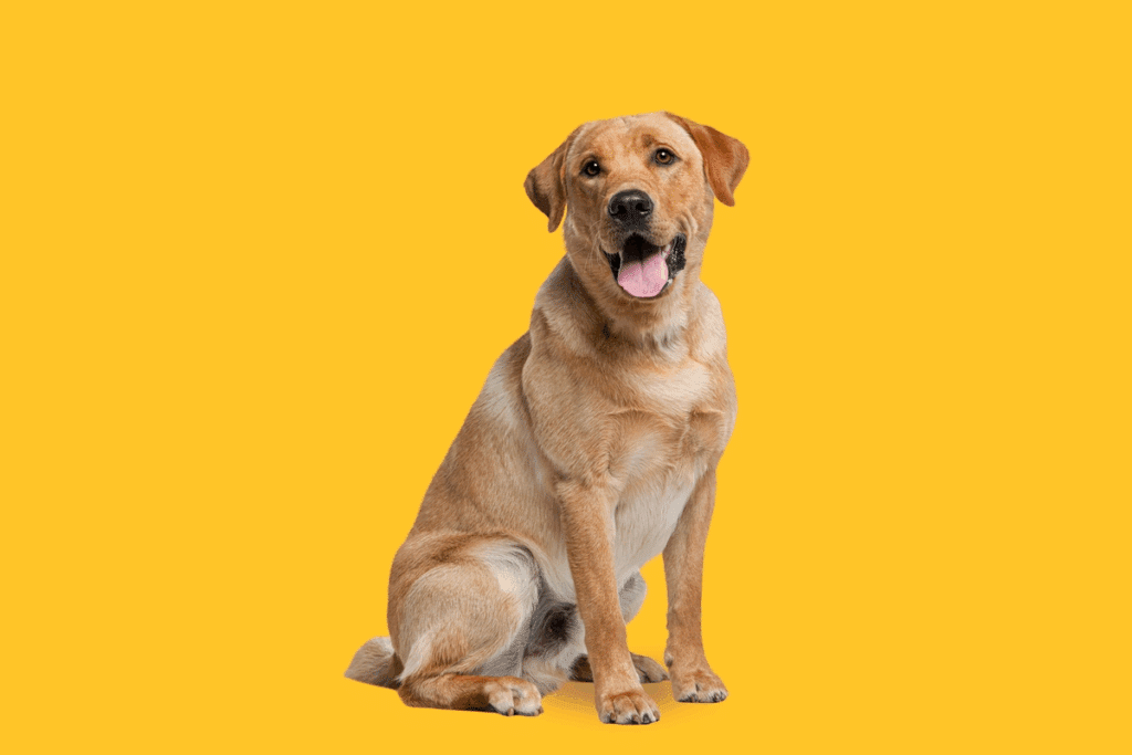 Imagem de um cachorro da raça labrador retriever em um fundo amarelo