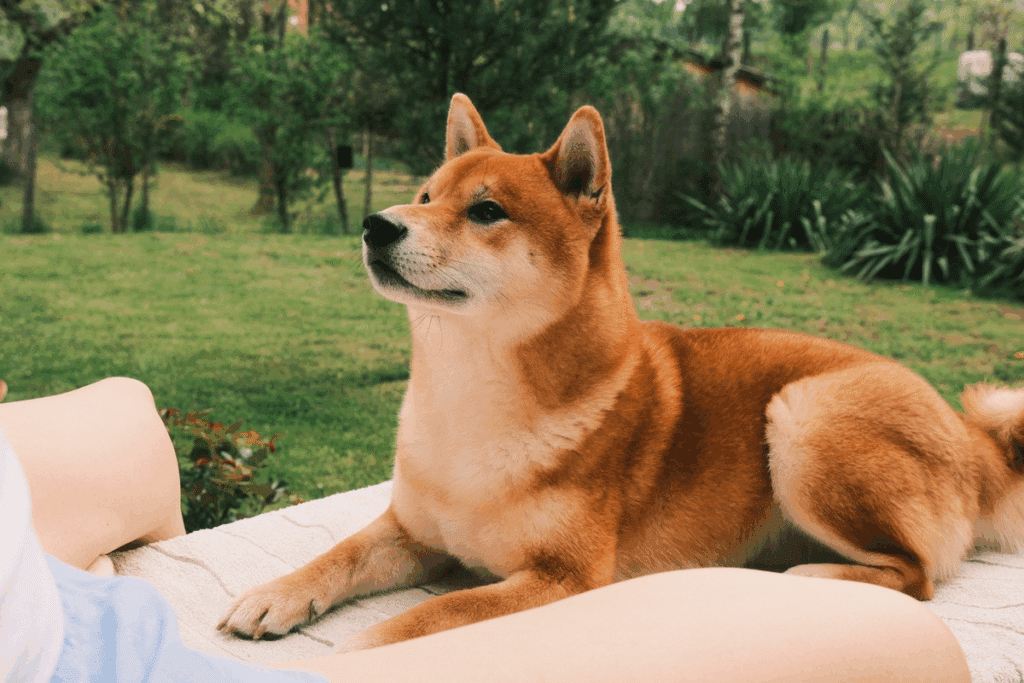 Imagem de um cachorro da raça shiba inu deitado ao ar livre